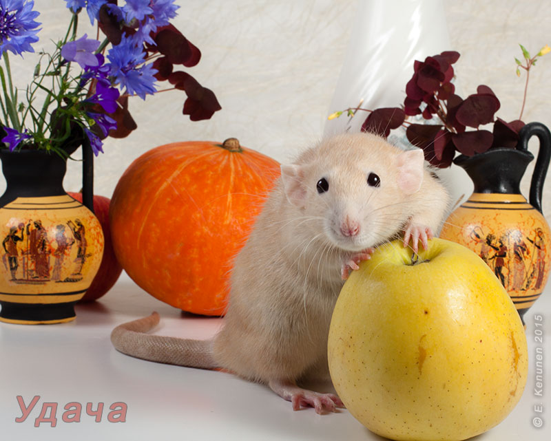 Tapтaлeтки & Ко