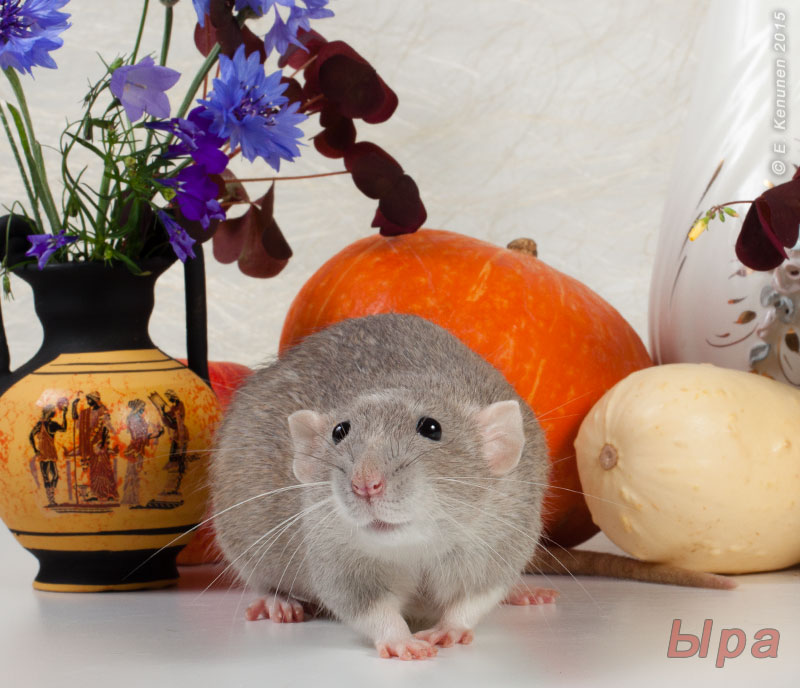 Tapтaлeтки & Ко