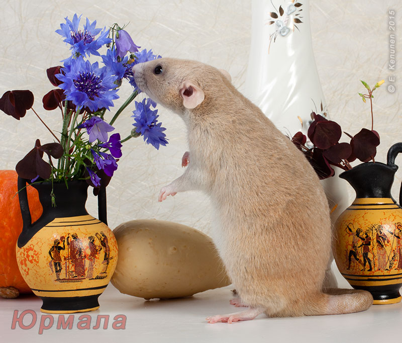 Tapтaлeтки & Ко