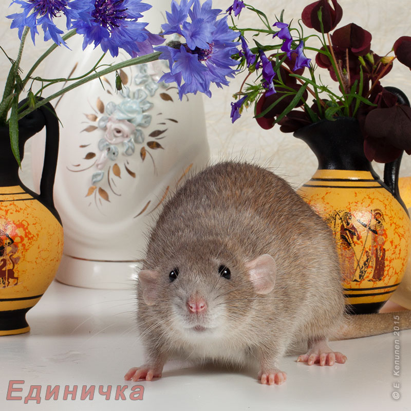 Tapтaлeтки & Ко