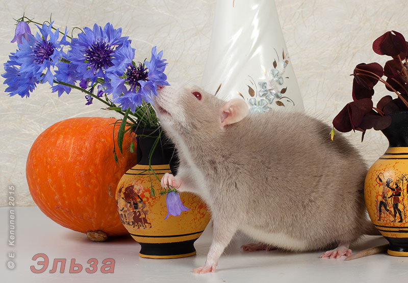 Tapтaлeтки & Ко