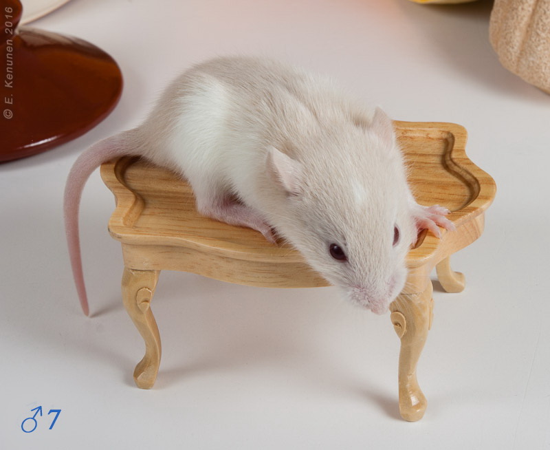 Tapтaлeтки & Ко